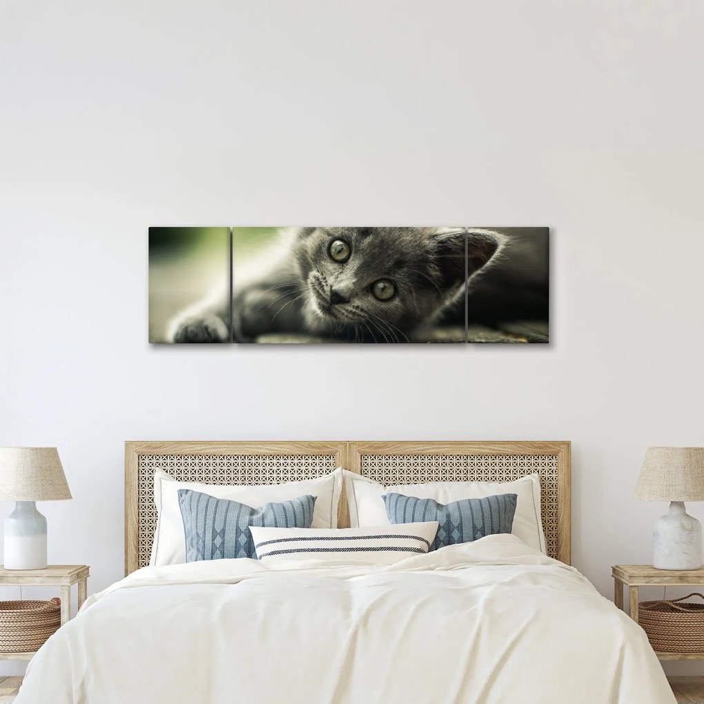 Obraz kotka (170x50 cm)