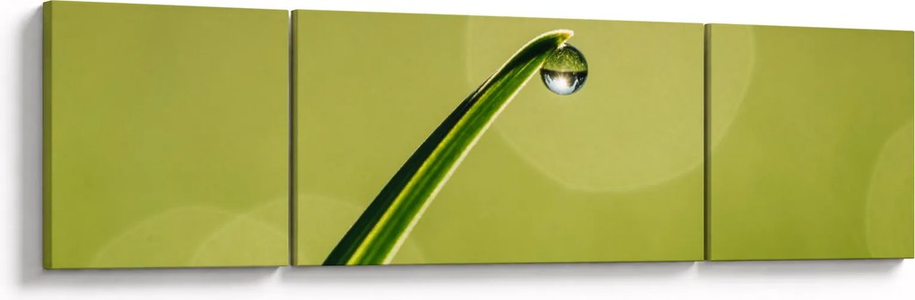 Obraz kropli wody na trawie (170x50 cm)