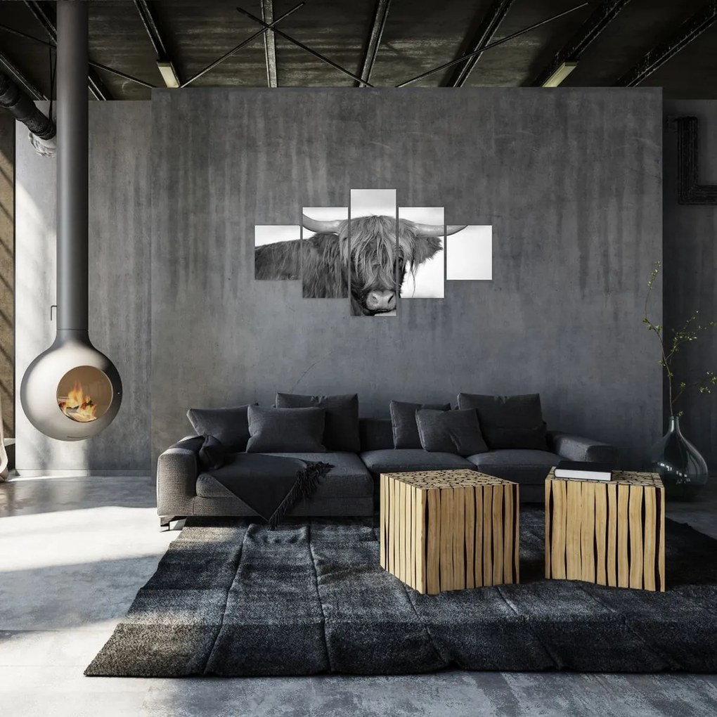 Obraz - Szkocka krowa 2, czarno - biały (125x70 cm)