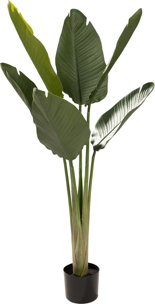 Strelicja w doniczce 130 cm