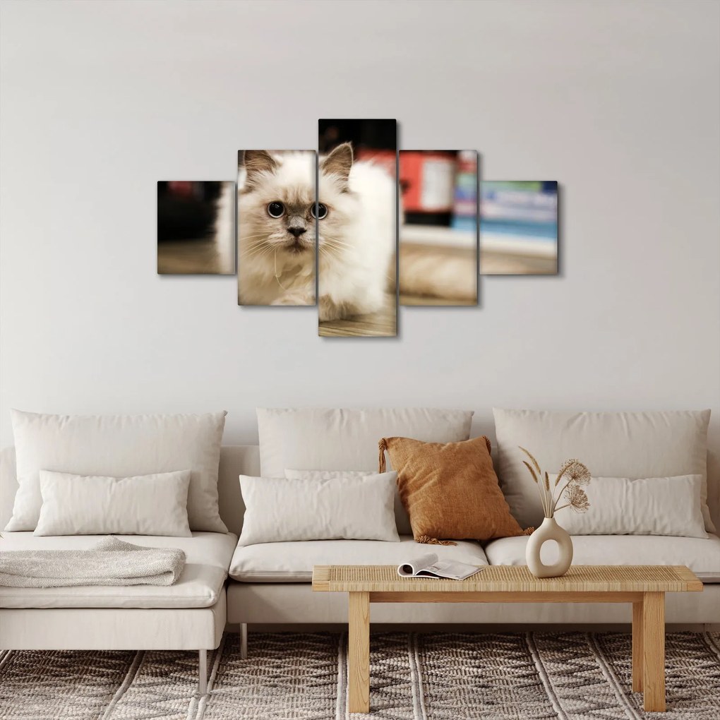 Obraz białego kota (125x70 cm)