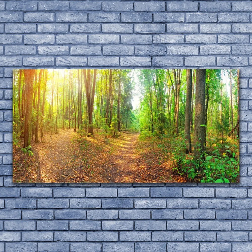 Obraz na Szkle Las Natura Drzewa