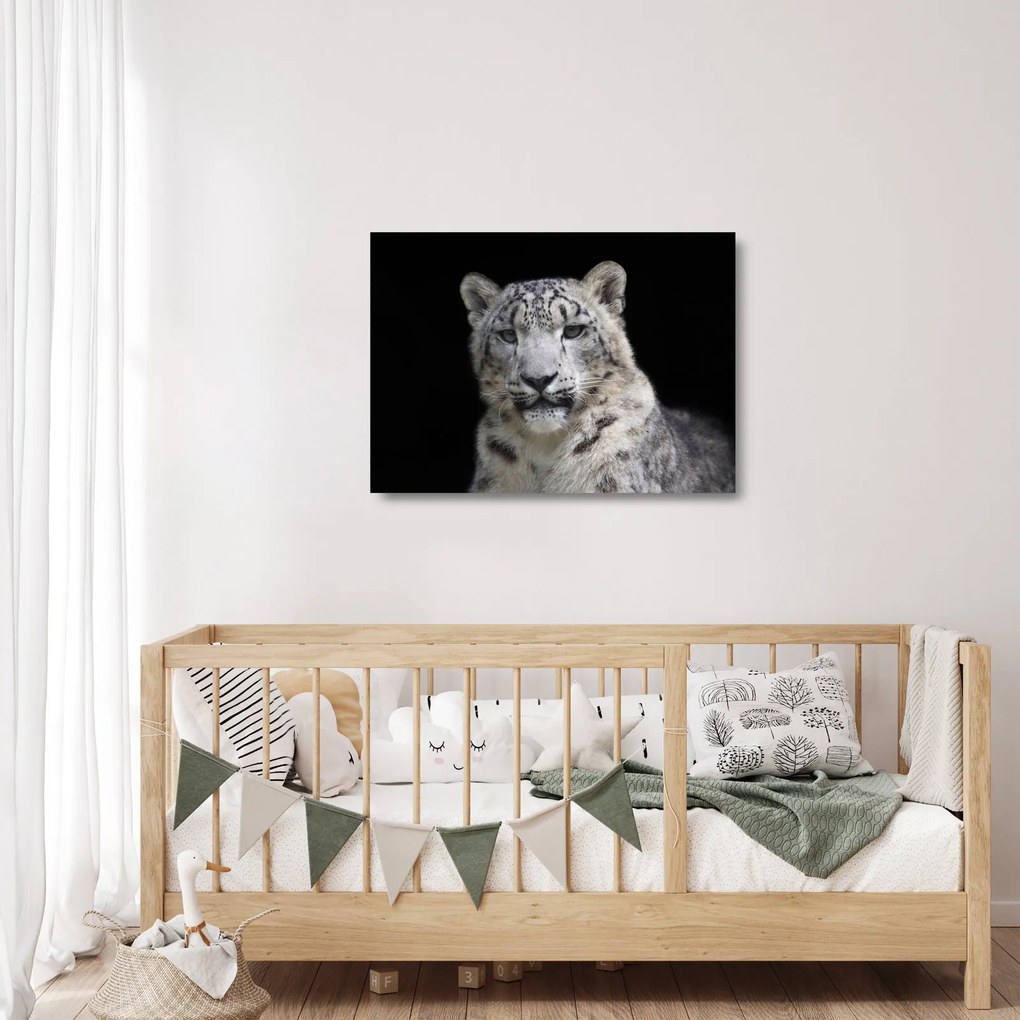 Obraz na szkle - Snow Leopard (70x50 cm)