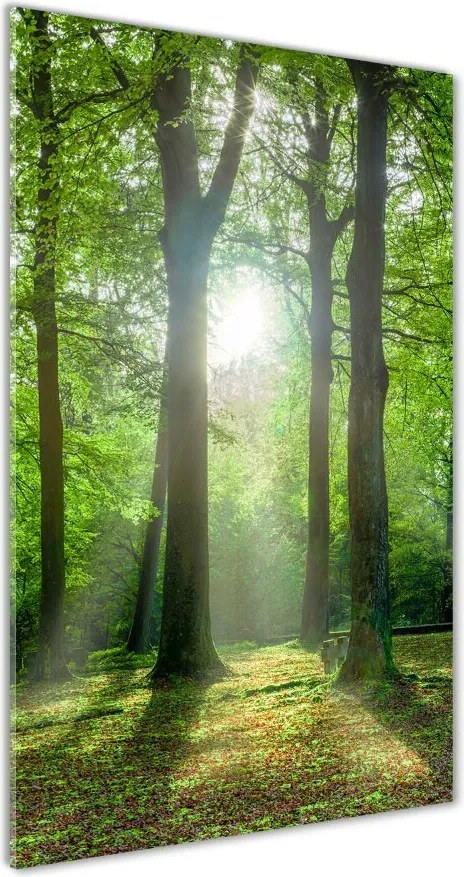 Foto obraz szkło akryl pionowy Słońce w lesie