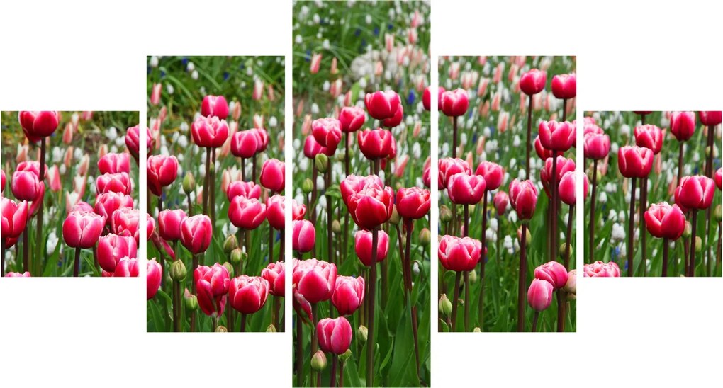 Obraz tulipanów (125x70 cm)