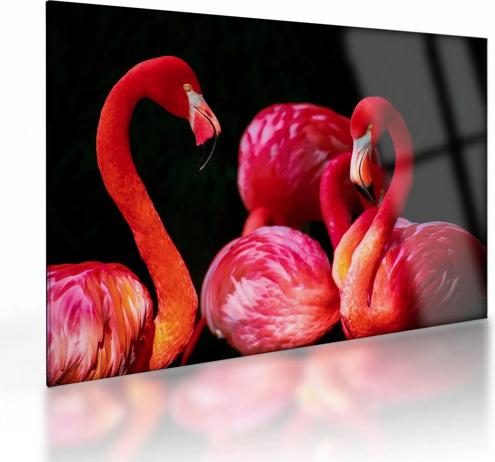 Obraz na szkle - czerwone flamingi (70x50 cm)