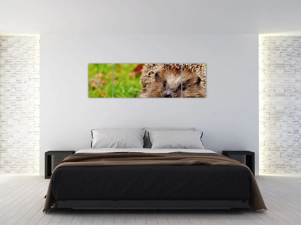 Obraz jeża (170x50 cm)