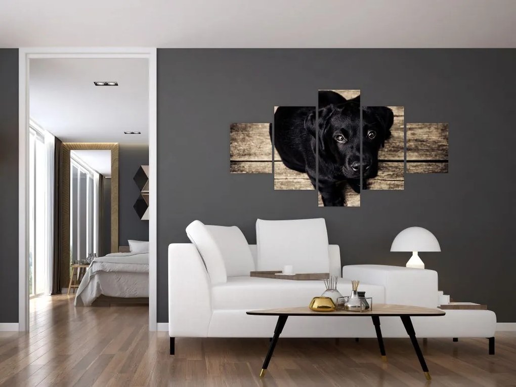 Obraz czarnego szczeniaka (125x70 cm)