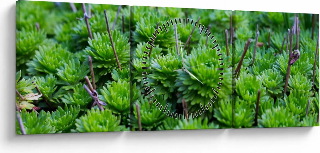 Obraz sukulentów (z zegarem) (90x30 cm)