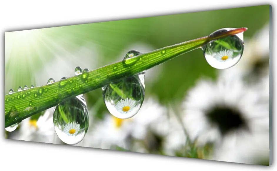Szkło do Kuchni na Ścianę Poranna Rosa na Trawie