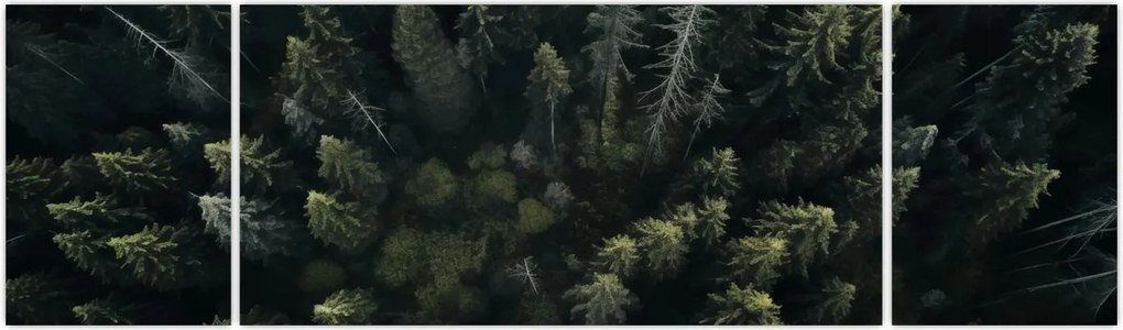 Obraz - Las (170x50 cm)