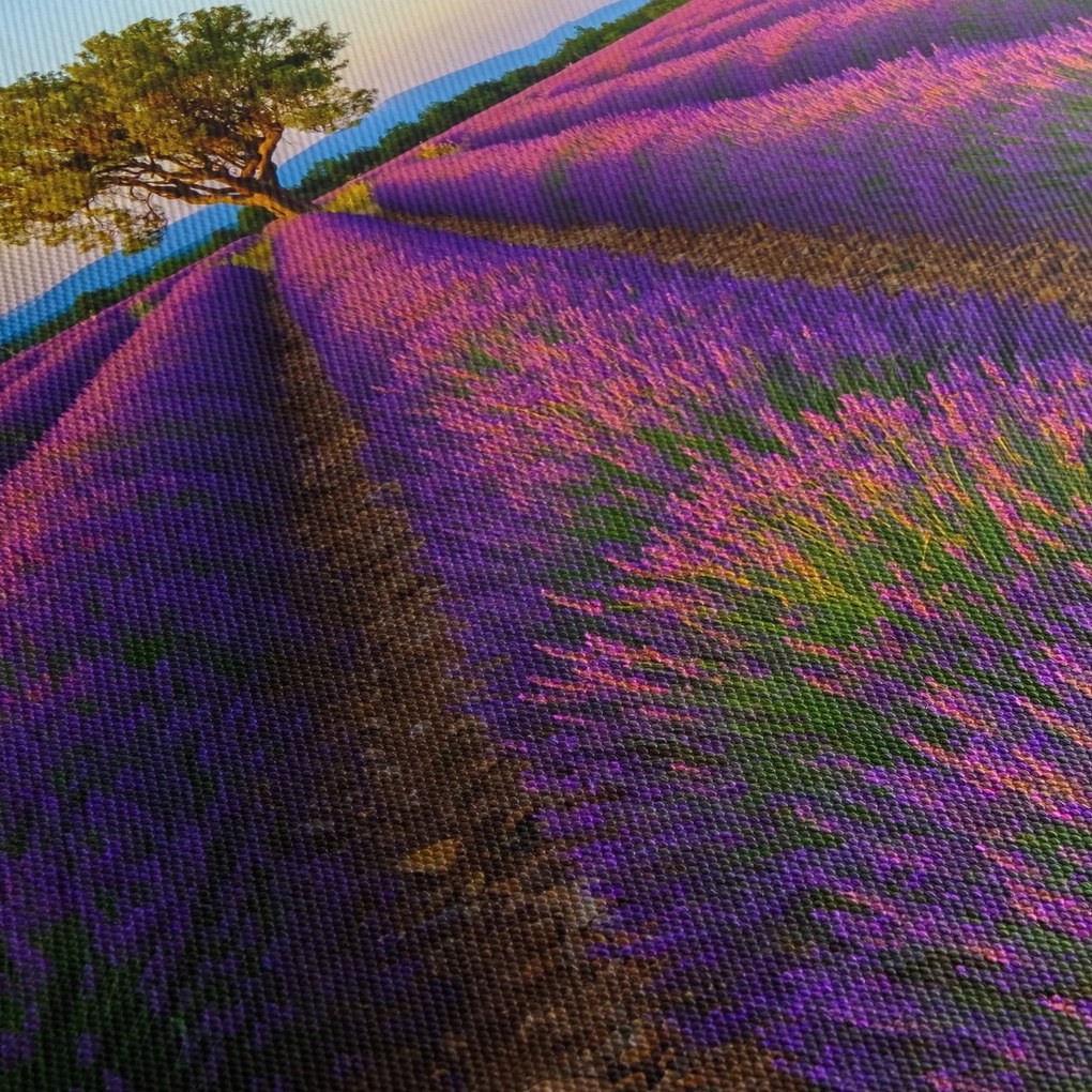 Obraz - Pole lawendy (125x70 cm)