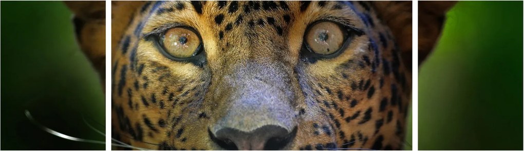 Obraz - Portret lamparta, Sri Lanka (170x50 cm)