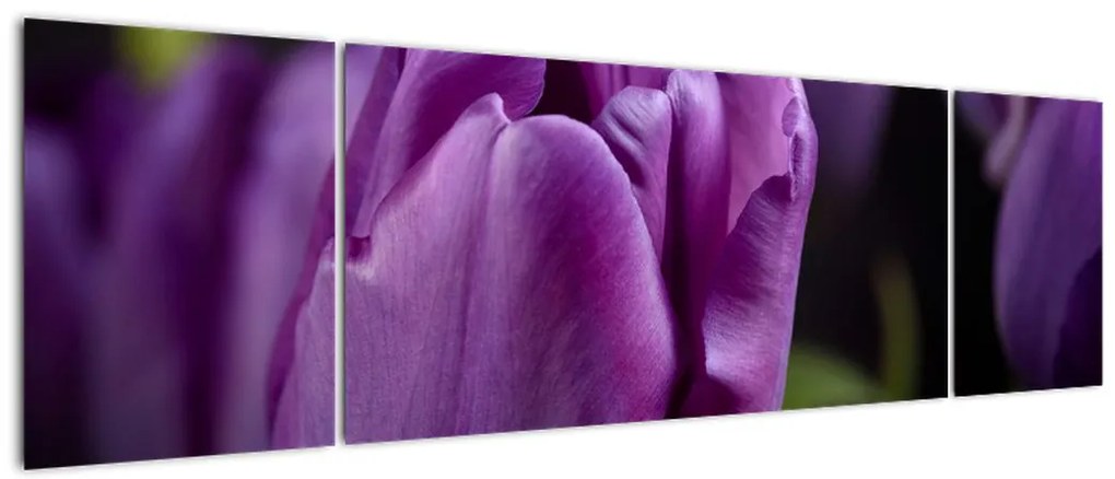 Obraz kwiatów tulipanów (170x50 cm)