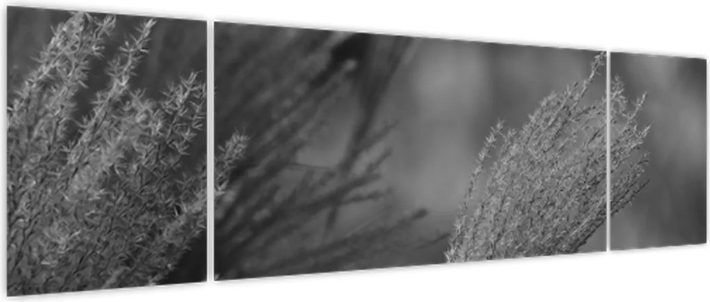 Obraz - Suszona trawa pampasowa (170x50 cm)