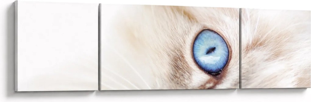 Obraz - Kotek (170x50 cm)