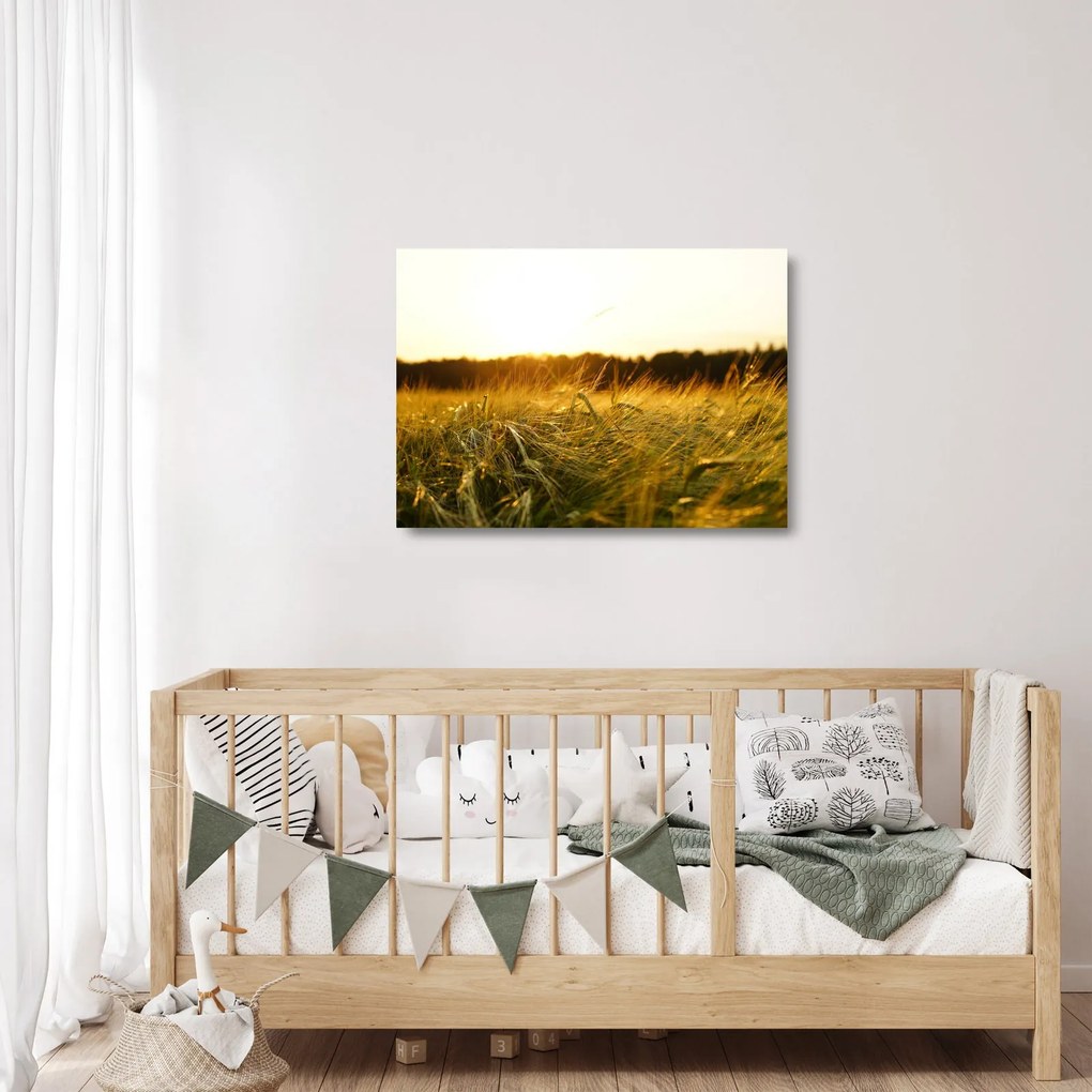 Obraz na szkle - zroszona trawy (70x50 cm)
