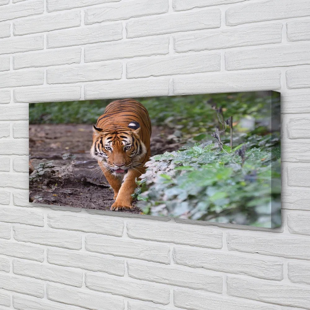 Duży obraz na płótnie Tygrys w Naturalnym Środowisku