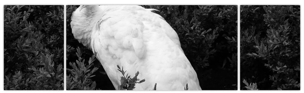 Obraz - Paw, czarno - biały (170x50 cm)