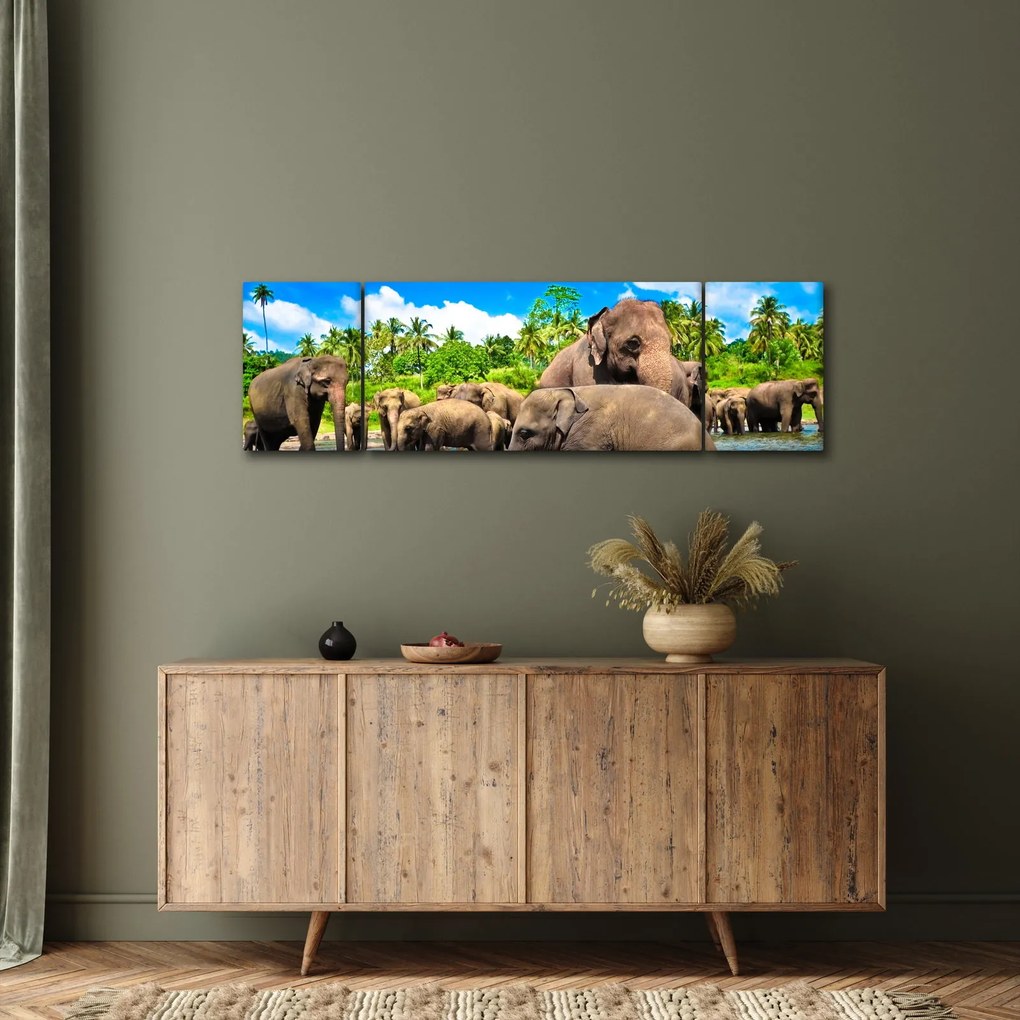 Obraz - Słonie, Sri Lanka (170x50 cm)