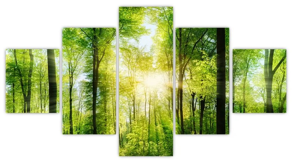 Obraz - Świt w lesie (125x70 cm)