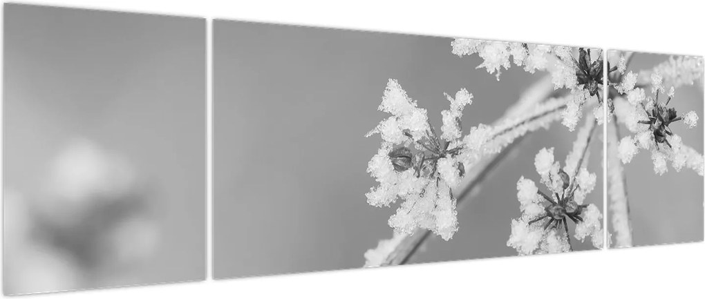 Obraz - Mrożona roślina (170x50 cm)