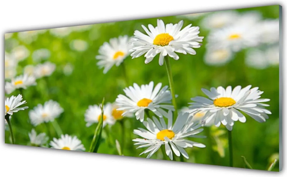 Panel Szklany Skromność Polnej Stokrotki