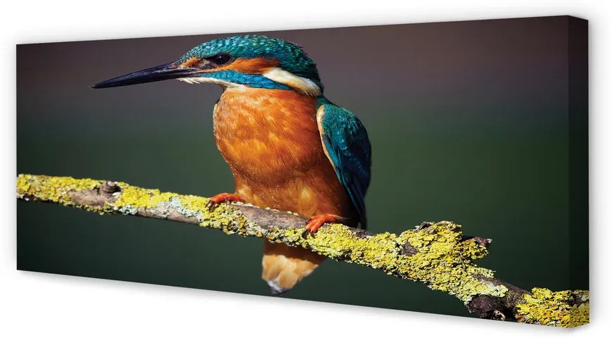 Duży obraz na płótnie Kolorowy Ptak na Gałęzi