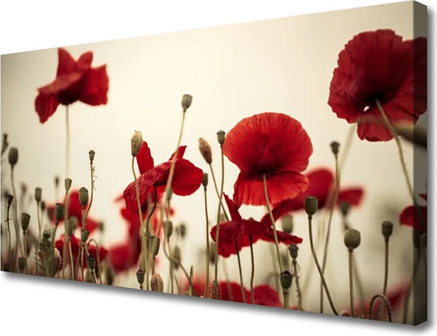 Obraz na płótnie Polne Maki w Rozkwicie