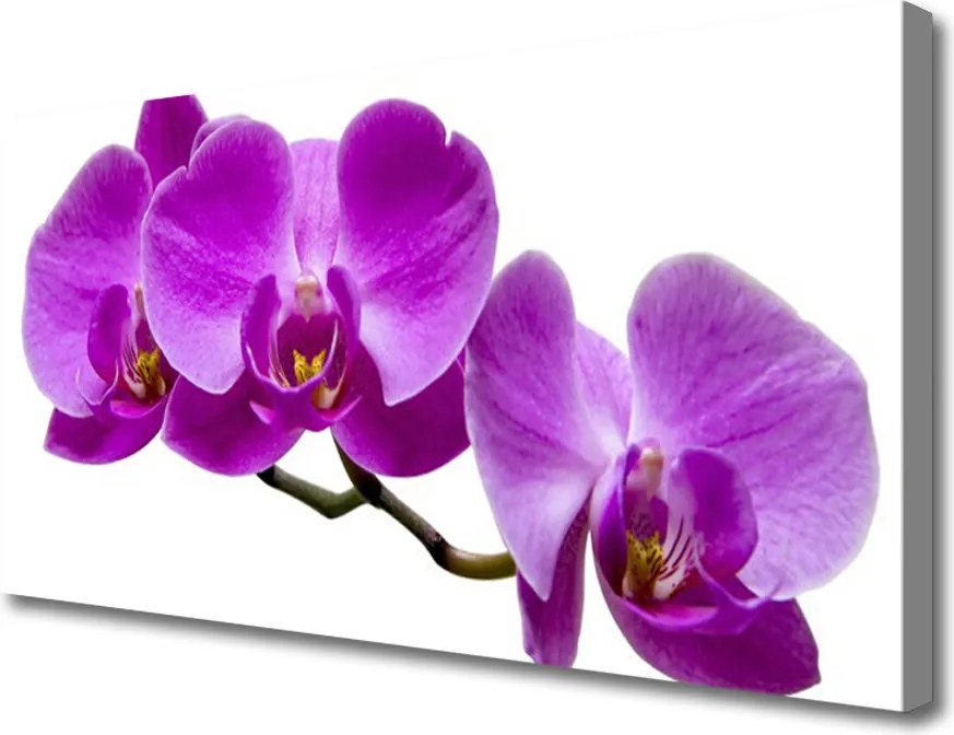 Fotoobraz na płótnie Romantyczny Akcent Roślinny