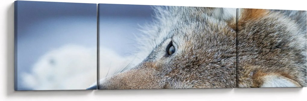 Obraz - Wilk (170x50 cm)