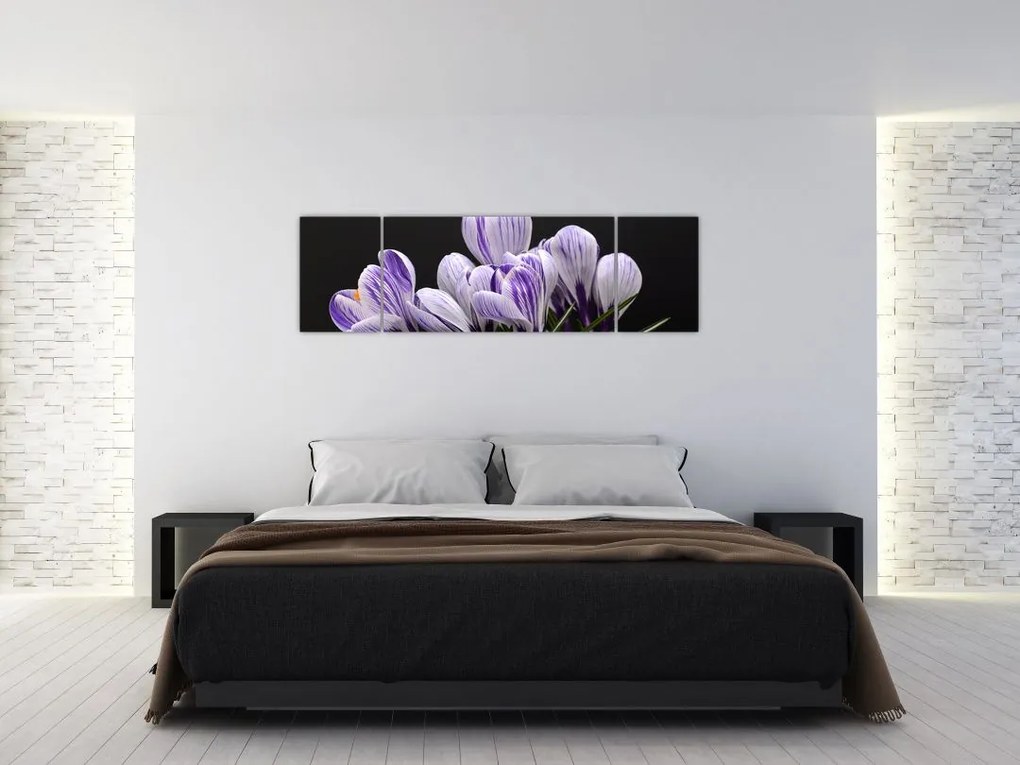 Obraz - Fioletowe krokusy (170x50 cm)