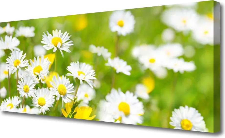 Zdjęcie na płótnie Urok Polnej Stokrotki