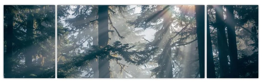 Obraz drzew, przez które prześwieca słońce (170x50 cm)