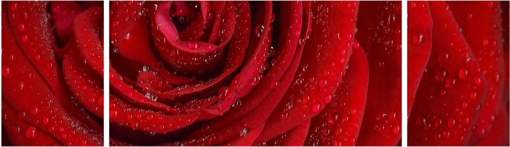 Obraz - szczegół róży (170x50 cm)