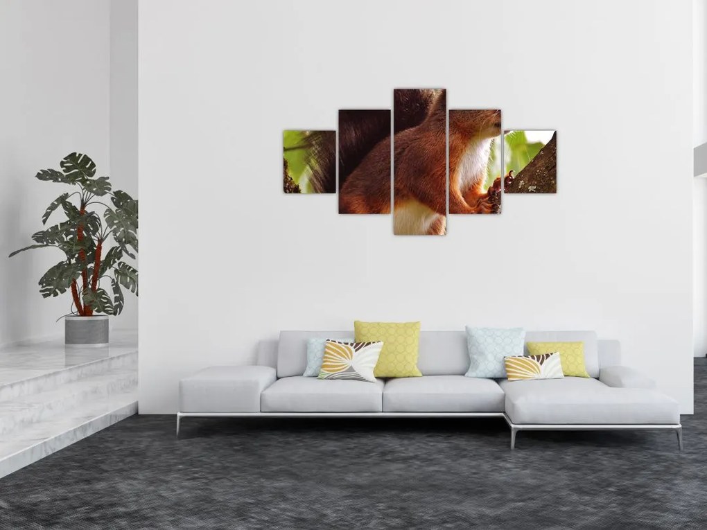 Obraz wiewiórki (125x70 cm)