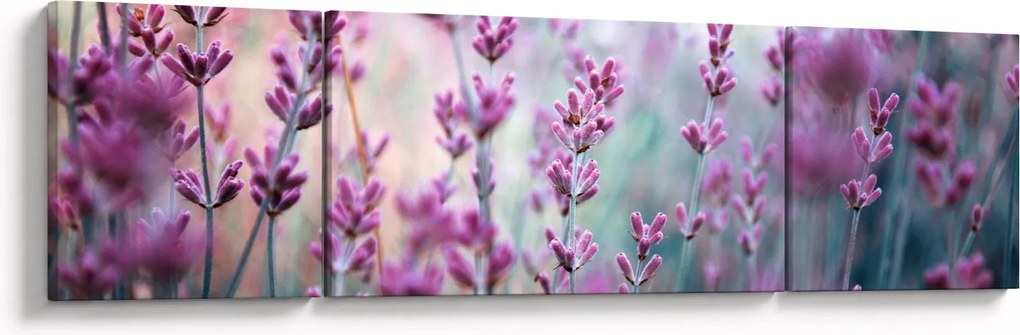 Obraz - Lawenda (170x50 cm)