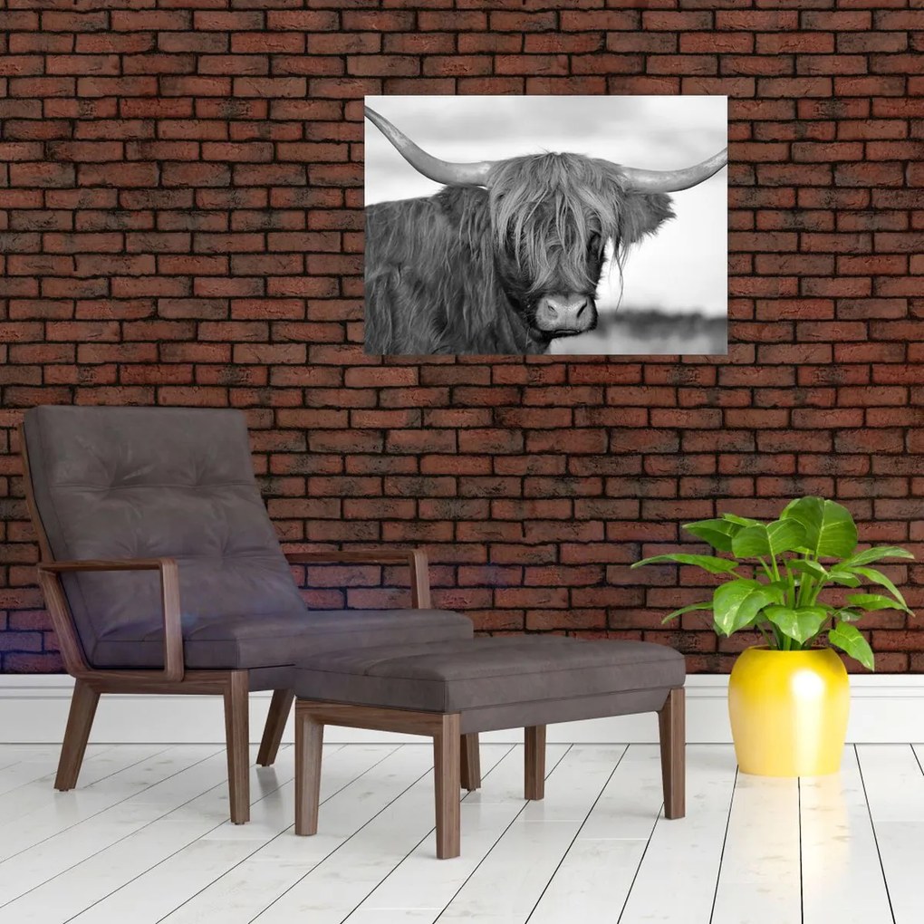 Obraz - Szkocka krowa 2, czarno - biały (70x50 cm)