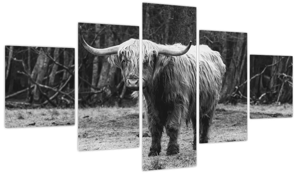 Obraz - Szkocka krowa 3, czarno - biały (125x70 cm)