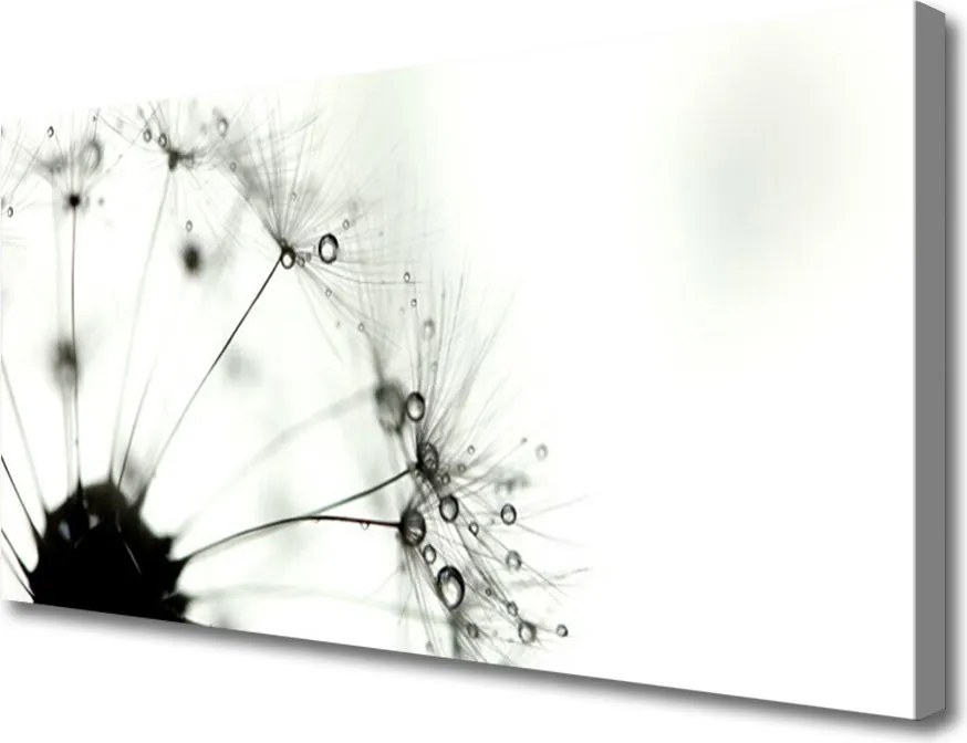 Obraz na płótnie Puszysta Kula Mniszka