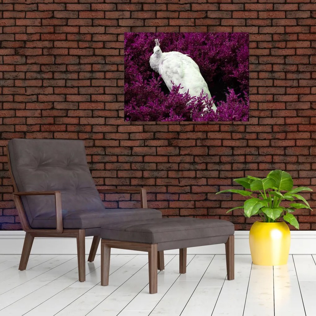 Obraz - Biały paw (70x50 cm)