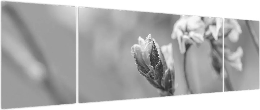 Obraz - Kwitnący kwiat (170x50 cm)