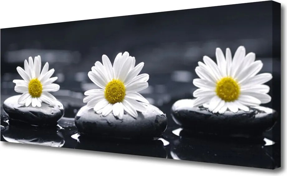 Fotoobraz na płótnie Stokrotka wśród Kamieni