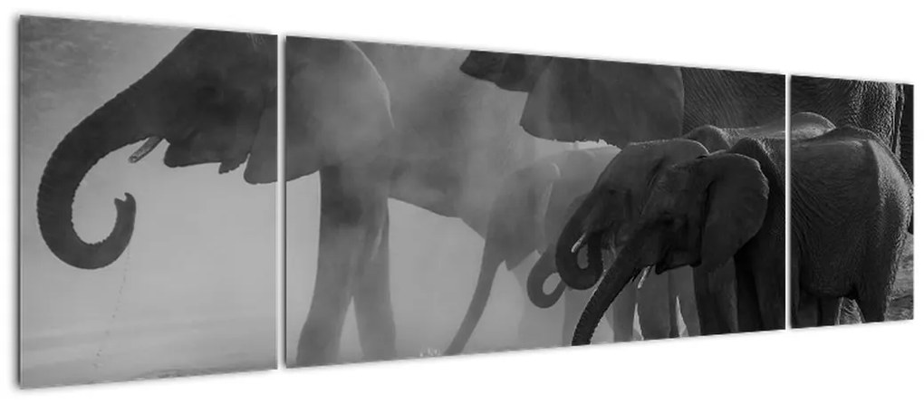 Obraz słoni - czarno - biały (170x50 cm)