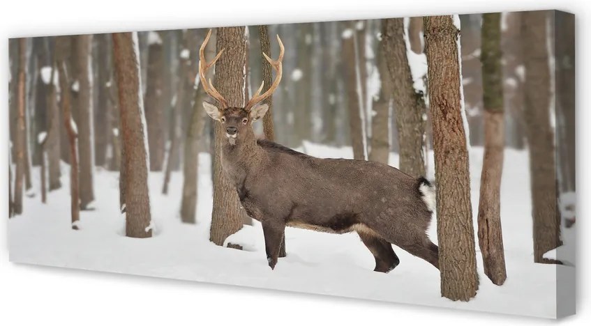 Duży obraz na płótnie Zimowy Las i Jeleń