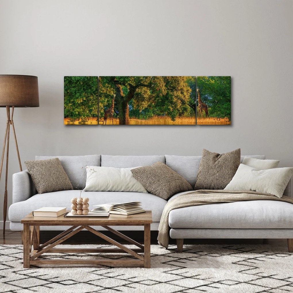 Obraz żyraf w naturze (170x50 cm)