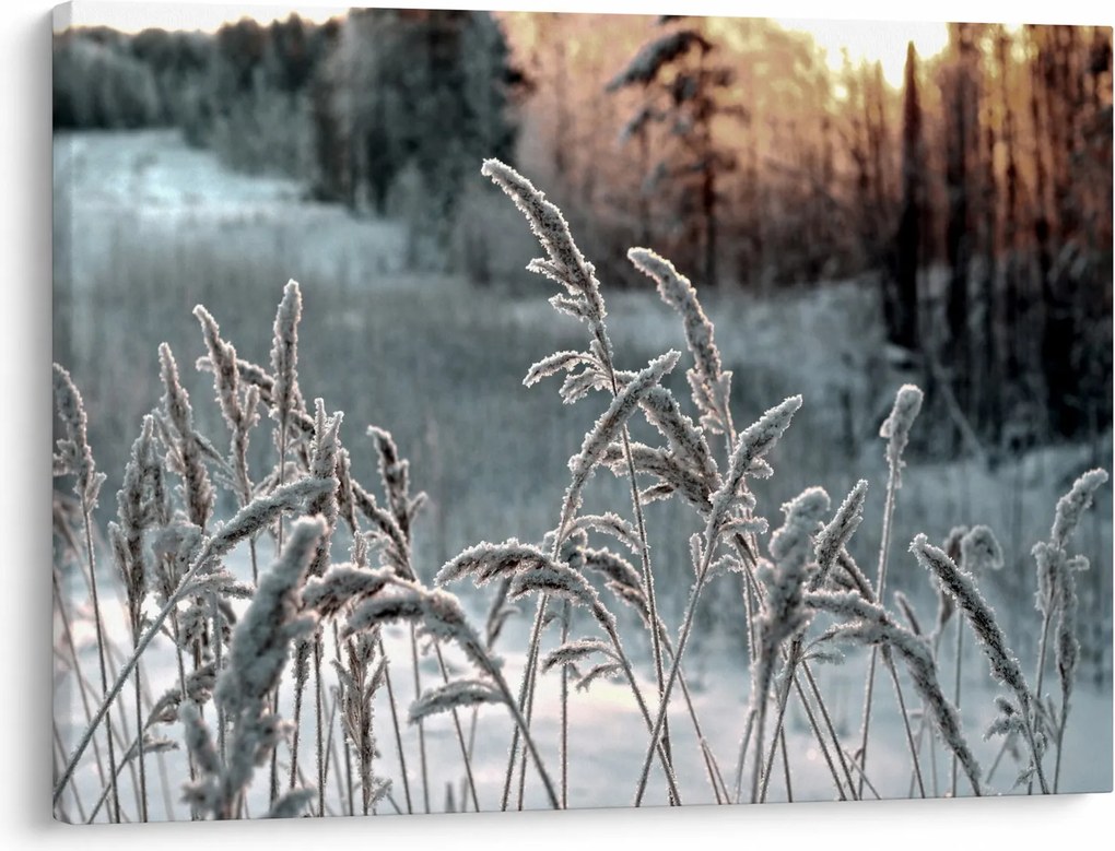 Obraz - Frozen Meadow (70x50 cm)