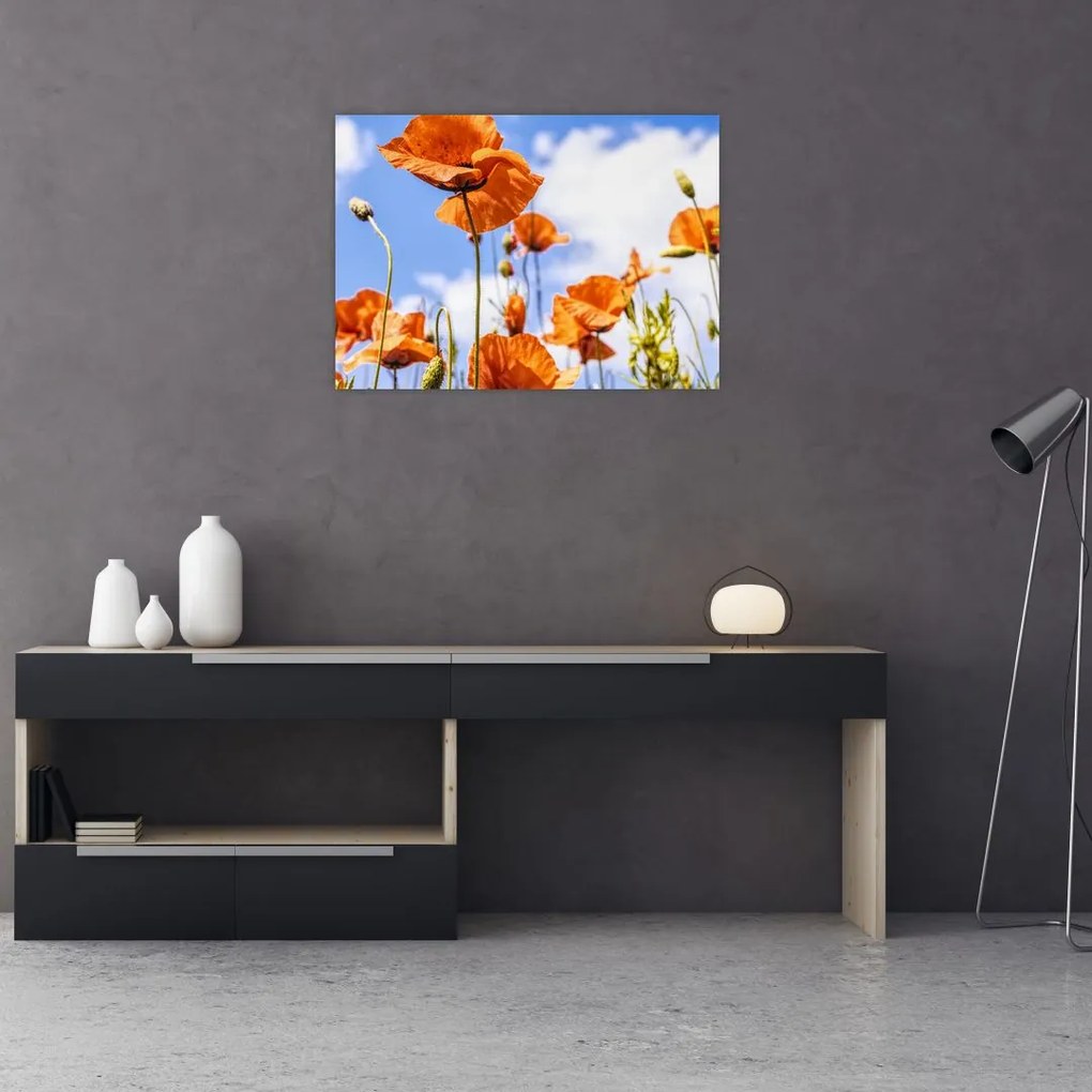 Obraz na szkle - maki (70x50 cm)
