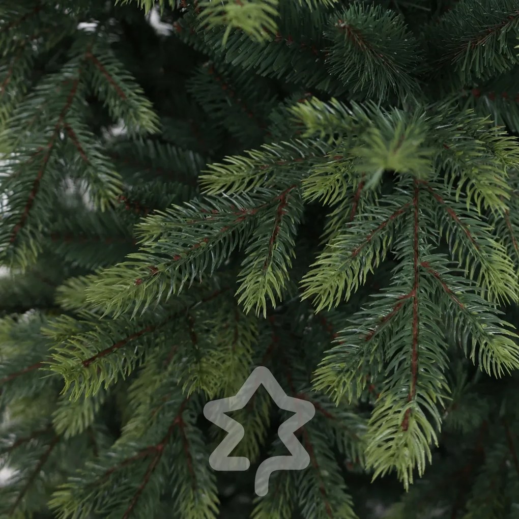 Świerk himalajski 150 cm