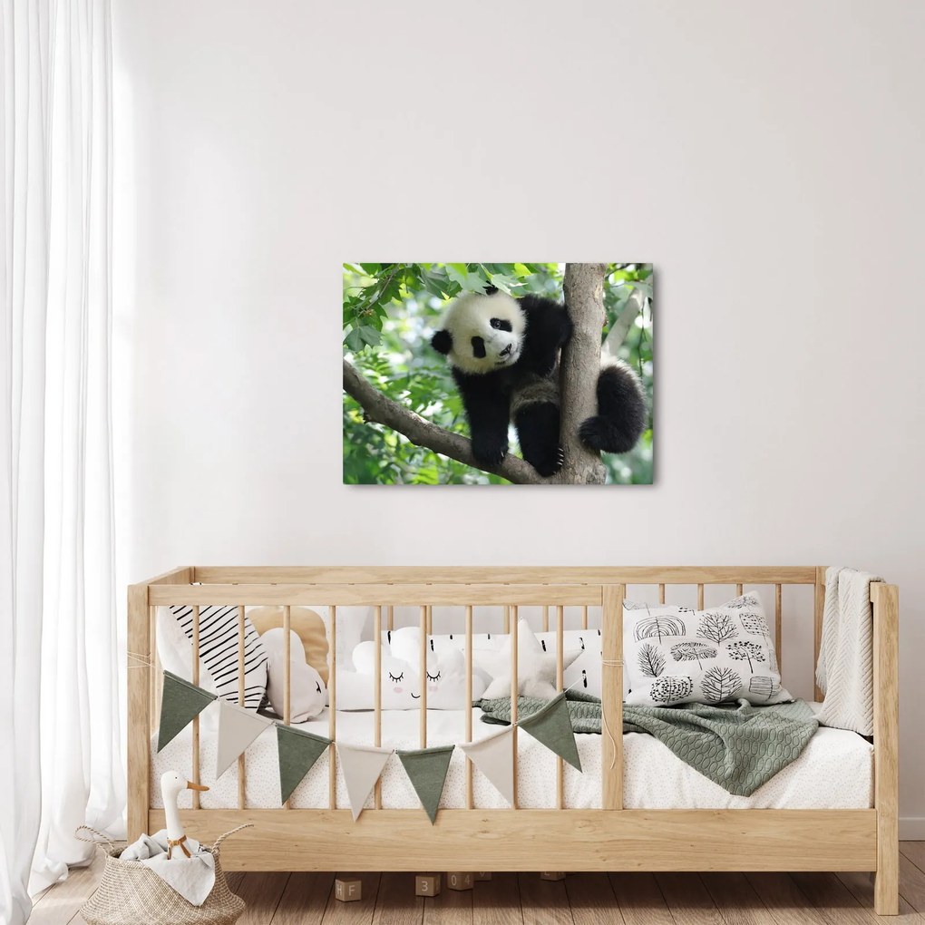 Obraz - Panda na drzewie (70x50 cm)